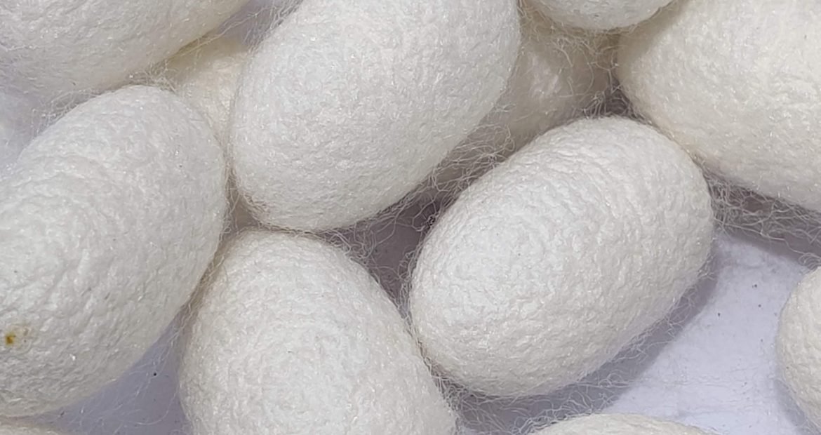 Cocoons & By-Products