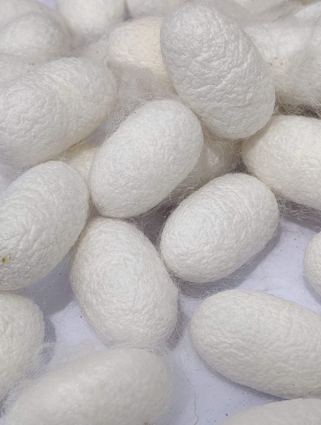Cocoons & By-Products