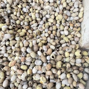 Tussar Silk Cocoons & Products