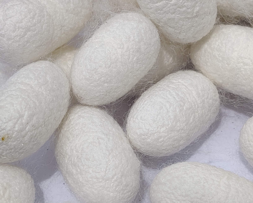 Cocoons and by-products,