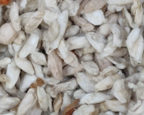 Eri Silk Cocoons