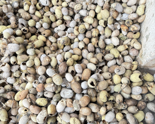 Tussar Silk Cocoons & Products